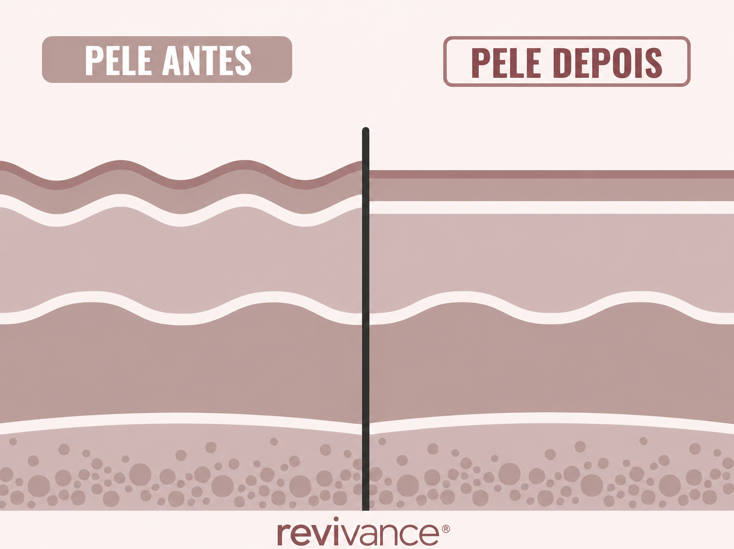 Camadas da pele antes e depois — Máscara de Bio-Colagénio Revivance